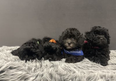 Shoodle/Shi Poo Puppies