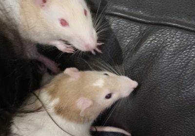 Two male rats