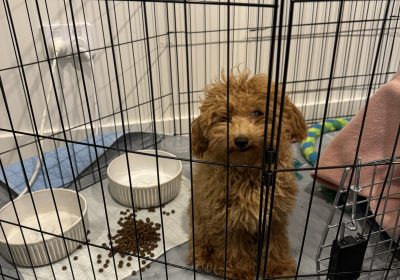 Toy poodle (small)