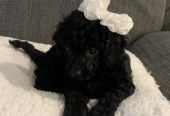 Toy poodles puppies