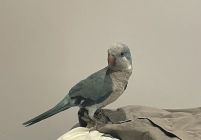 Blue male Quaker Parrot
