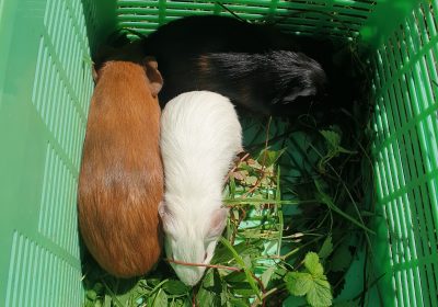 🐹🐹🐹 guinea pigs 🐹🐹🐹