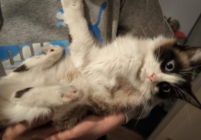 Ragdoll cat look for home