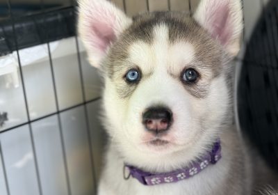 Husky Mix (AVAILABLE NOW)