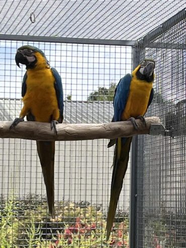 Pair of Blue & Gold Macaw