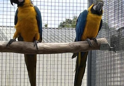 Pair of Blue & Gold Macaw