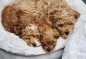 Cavoodle puppies ready