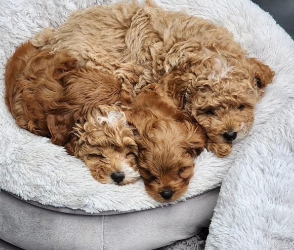 Cavoodle puppies ready