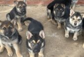 German shepherd puppies