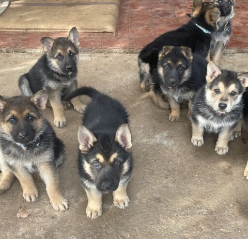 German shepherd puppies