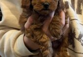 Cavoodle puppies ready