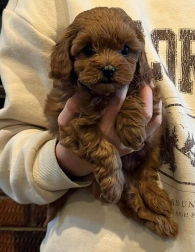 Cavoodle puppies ready