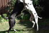 Friendly Staffy X Kelpie