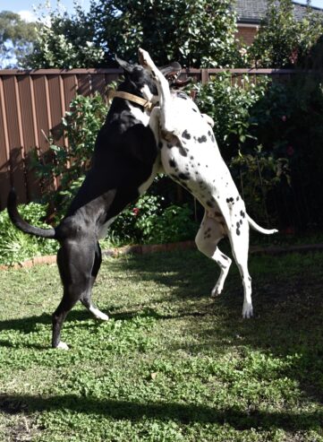 Friendly Staffy X Kelpie