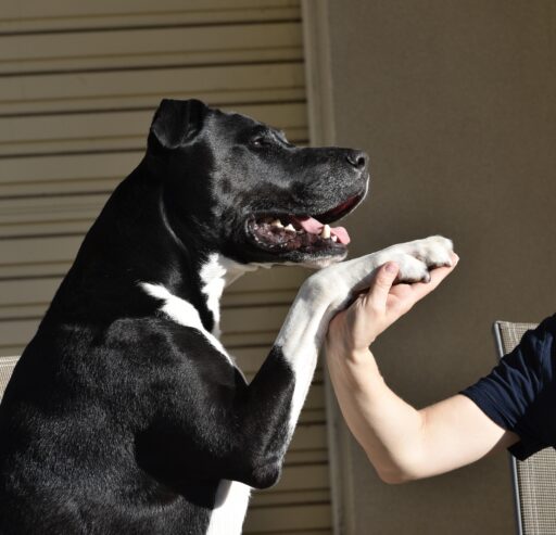 Friendly Staffy X Kelpie