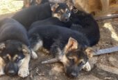 German shepherd puppies