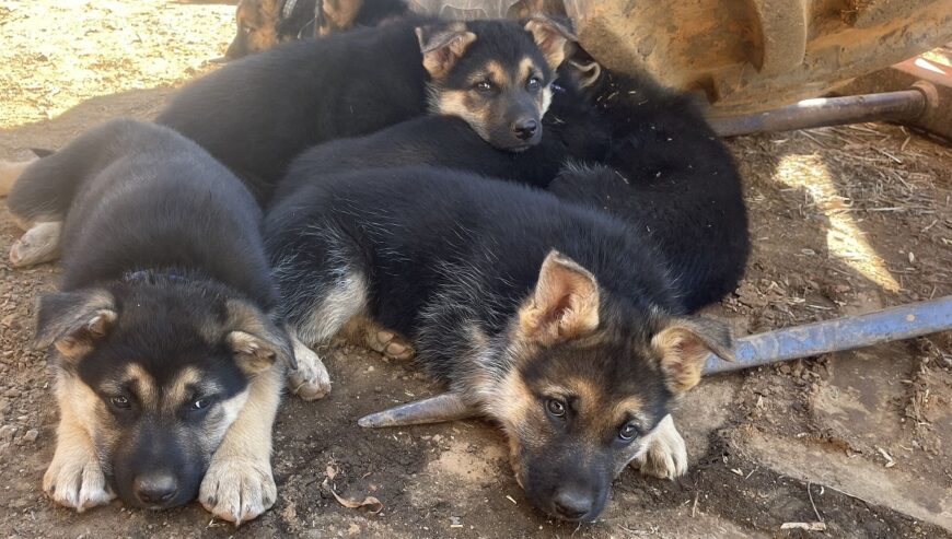 German shepherd puppies