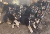 German shepherd puppies