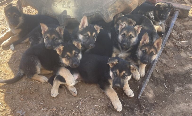 German shepherd puppies