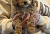 Cavoodle puppies ready