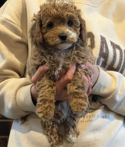 Cavoodle puppies ready