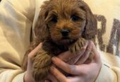 Cavoodle puppies ready