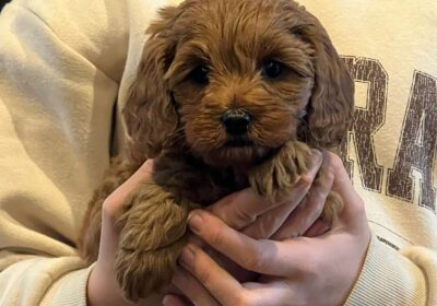 Cavoodle puppies ready