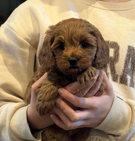 Cavoodle puppies ready