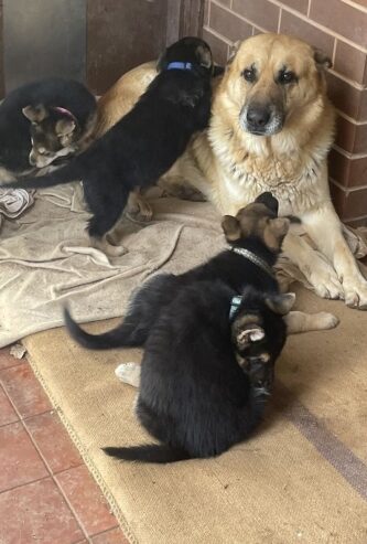 German shepherd puppies