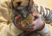 Cavoodle puppies ready