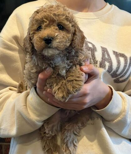 Cavoodle puppies ready