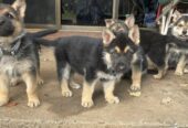 German shepherd puppies