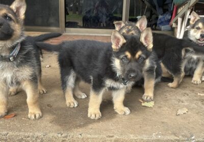 German shepherd puppies