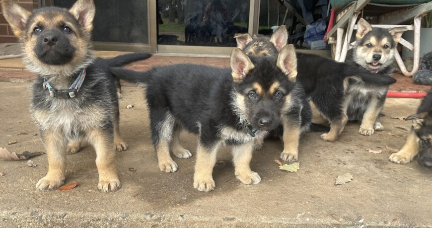 German shepherd puppies