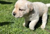 Purebred Labrador Puppies