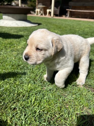 Purebred Labrador Puppies