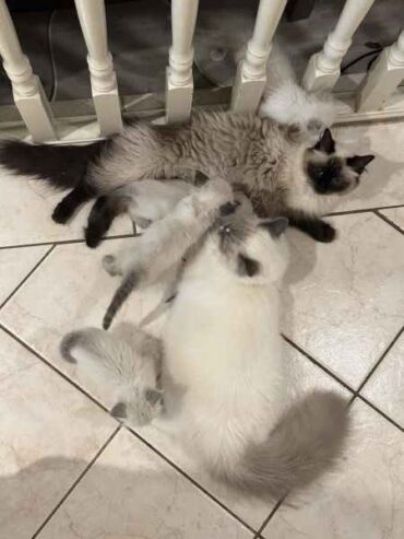 ragdoll kittys available