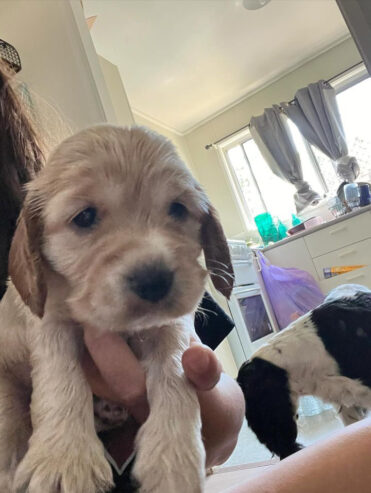 Beautiful cocker spaniels