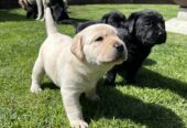 Purebred Labrador Puppies