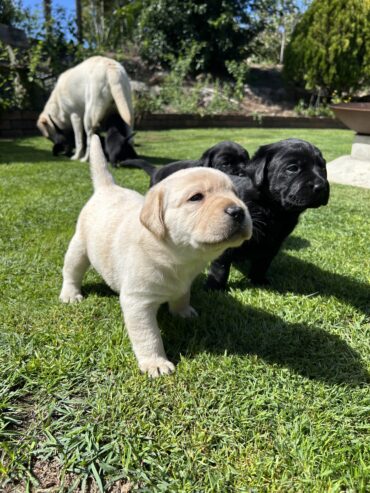 Purebred Labrador Puppies