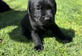 Purebred Labrador Puppies