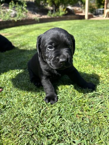 Purebred Labrador Puppies