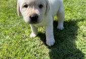 Purebred Labrador Puppies