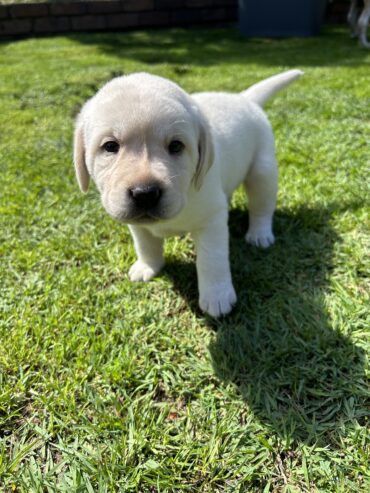 Purebred Labrador Puppies