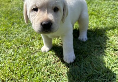 Purebred Labrador Puppies