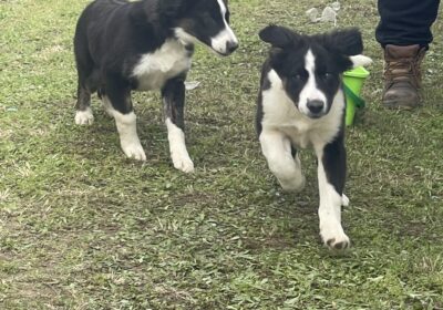 Purebred border collies