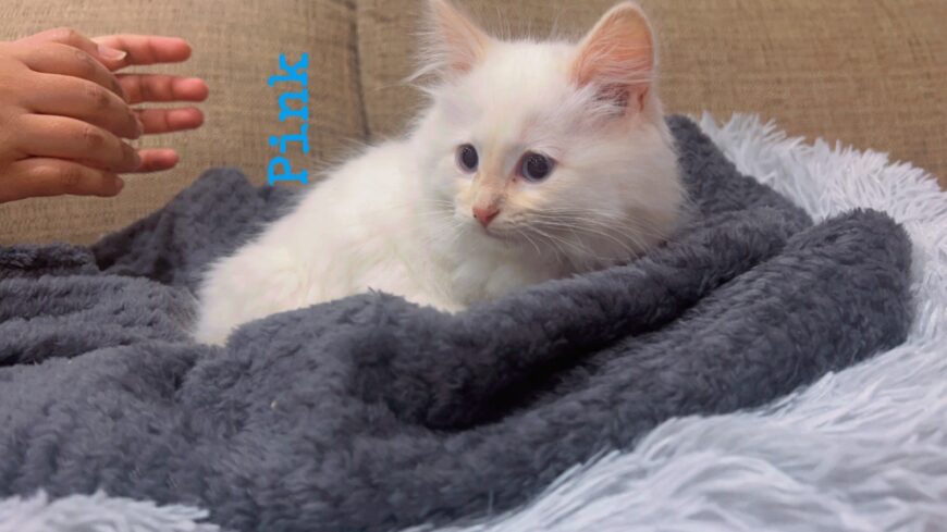 Ragdoll kittens on sale