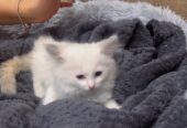 Ragdoll kittens on sale