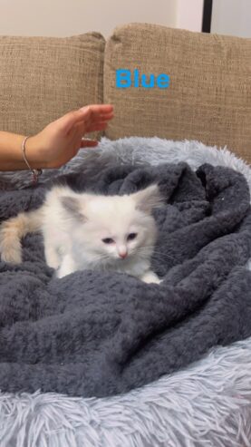 Ragdoll kittens on sale