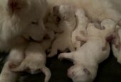 Purebred Samoyed puppies